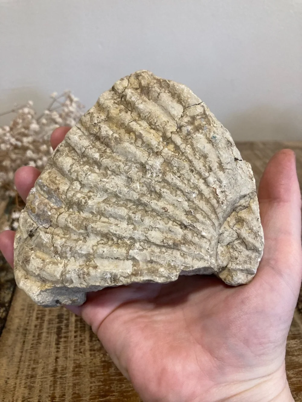 Fossilized Shell Chunk Stone Decor